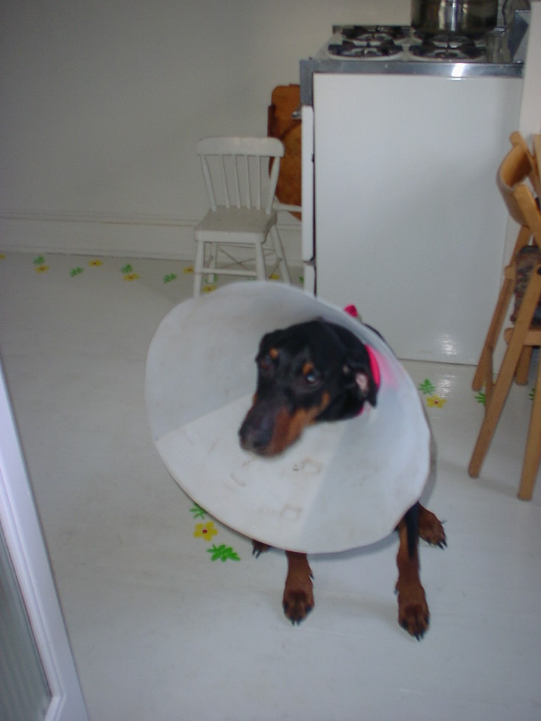 Jack in the kitchen with lampshade 001.jpg